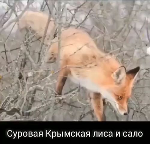 Лисица и ништяки⁠⁠