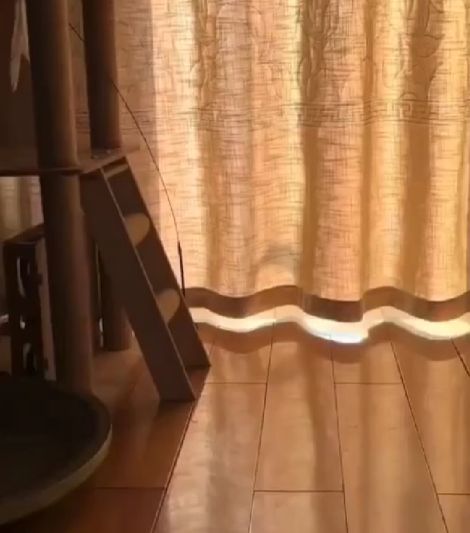 Змеекошка⁠⁠