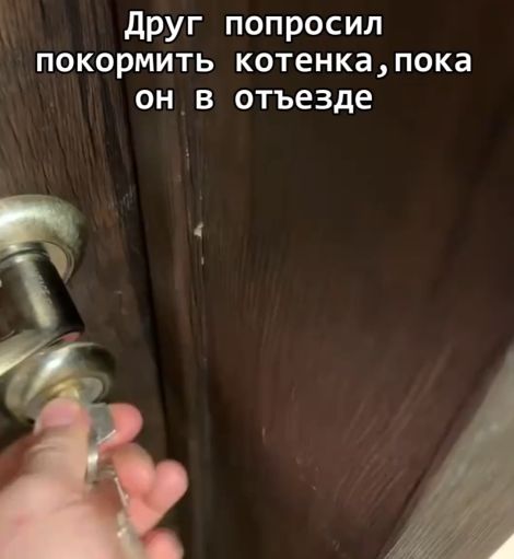 Котя⁠⁠