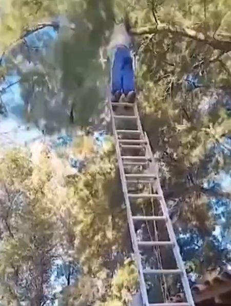 Не руби сук на котором сидишь