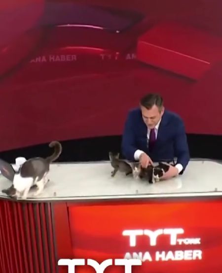 На турецком телевидении показали котят, которые родились в здании телеканала и ищут себе хозяев
