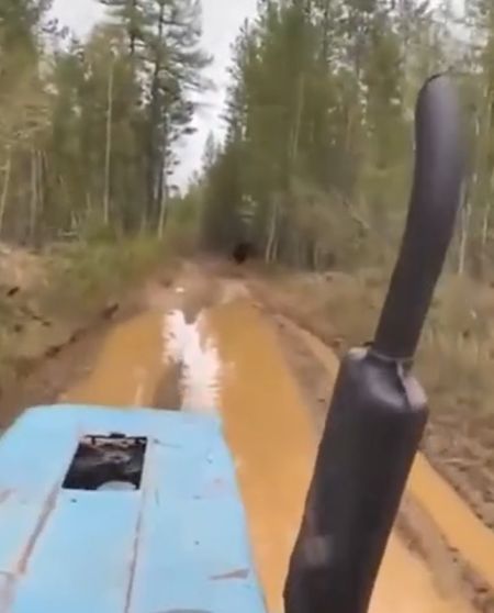 Медвежий спарринг⁠⁠