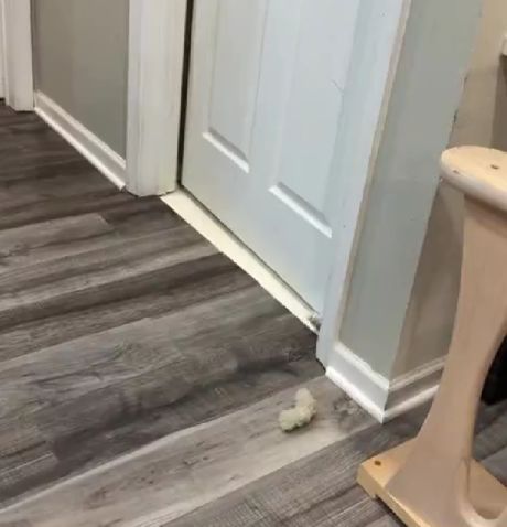 У этого кота был план...