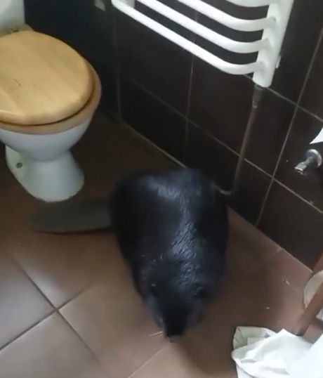 Сюрприз, курва! Бобер!⁠⁠