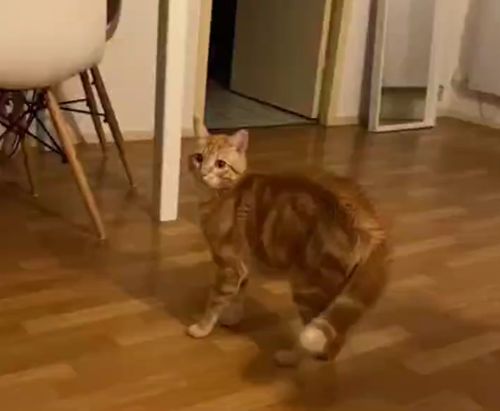 Кот-танцор