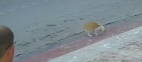 Спас кота⁠⁠