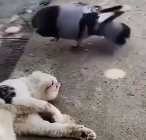 Мощное у голубя либидо