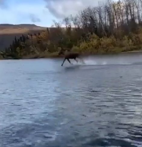 Святой лось⁠⁠