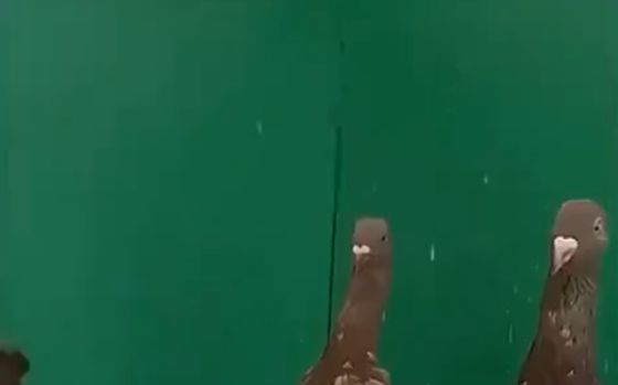 Этого вы уже не развидите, но именно так выглядят банатские куриные голуби