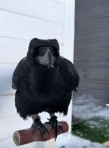 Задачка для ворона