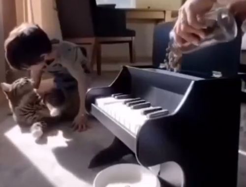 Кот и умная кормушка⁠⁠