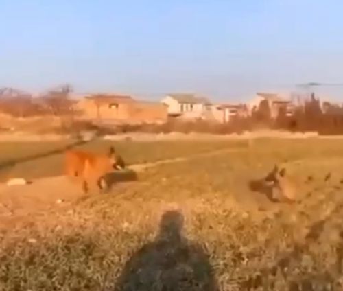 Летающие собаки⁠⁠