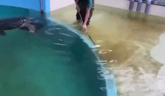 Это требует большого почесанья