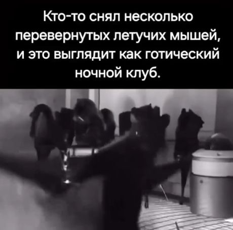 Мыши тусуются⁠⁠
