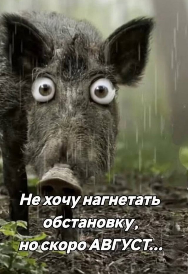 Приколы и картинки 04.07.2025