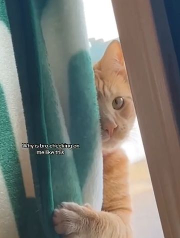 Коты - шпионы