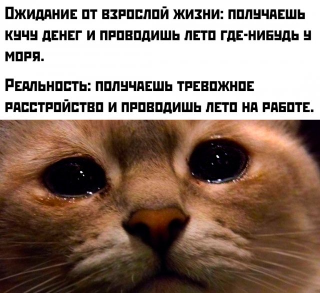 Приколы и картинки 17.07.2025