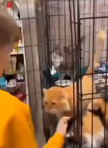 Мальчик пришёл в приют для животных, чтобы выбрать себе питомца, но пушистый сделал выбор за него⁠⁠