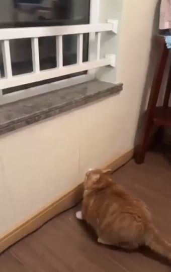 Раскормленные котейки