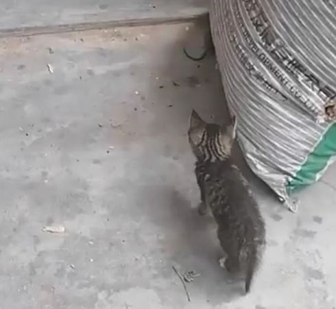 Завалил пасюка⁠⁠