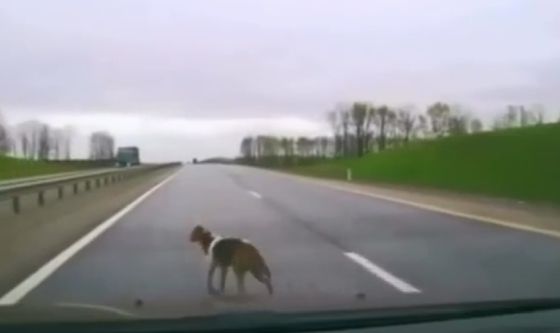 Ой какой миленький пёсик...