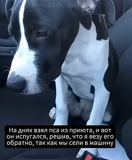 Думал, что везут обратно в приют⁠⁠