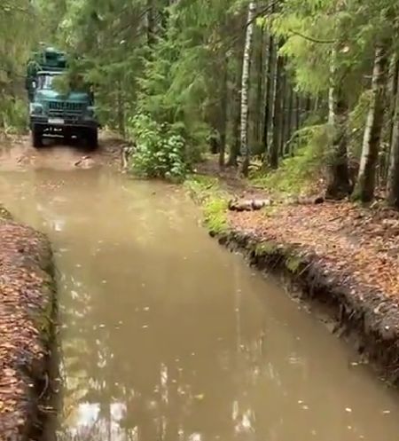 Гроза лесных дорог