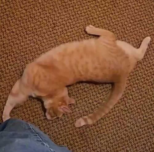 С этим котом всё в порядке, просто он рыжий⁠⁠