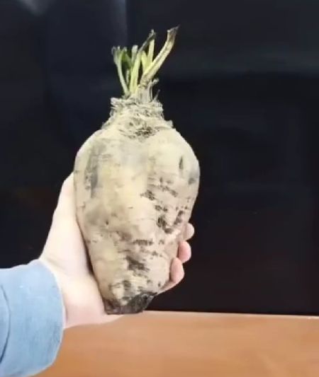 Добываем сахар из свеклы