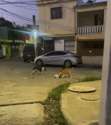 Нападение бродячей псины