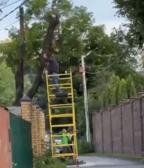 Учимся правильно пилить деревья