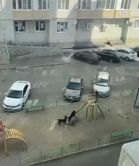 Умные твари⁠⁠