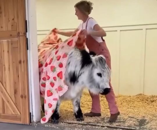 Шотландские телята⁠⁠