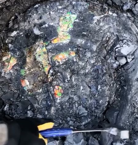 Окаменелый аммонит возрастом более 70 миллионов лет⁠⁠