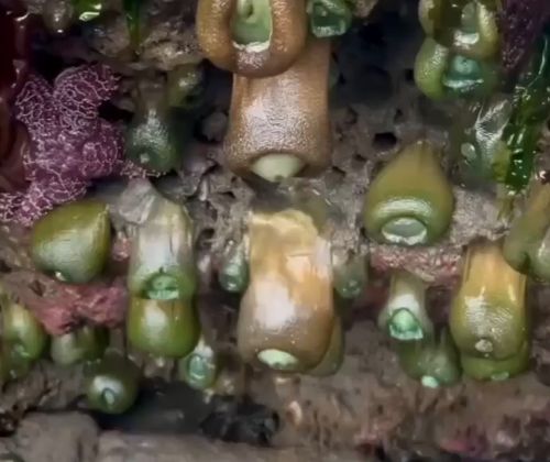 Морской сидячий полип из отряда Актиний имеет втягивающие мышцы⁠⁠