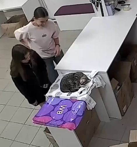 Антидепрессант лохматый 1 шт⁠⁠