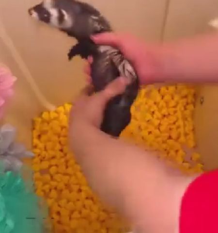 Хорьки это не только ценный мех...