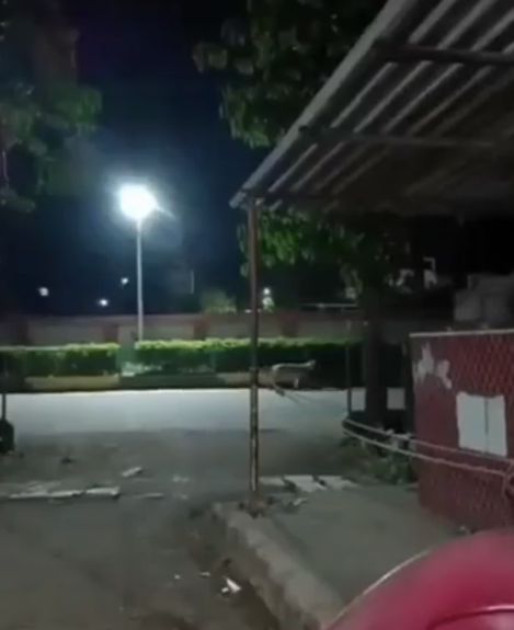 Добро пожаловать в Индию, где коровы гоняются за львами