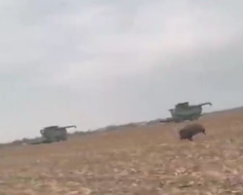 Ну погоди, кабан!