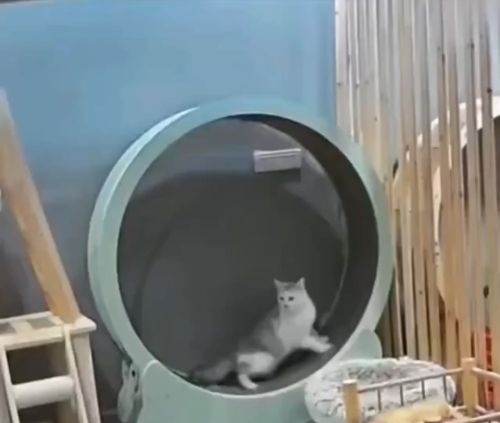Нам никогда не понять, что происходит у них в голове⁠⁠
