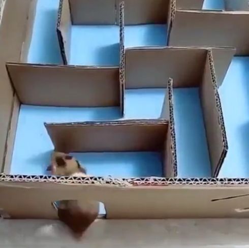 Хомяк оказался умнее, чем я думал⁠⁠