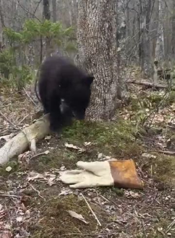 Медведик