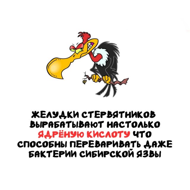 Интересные факты на все случаи жизни (15 фото)