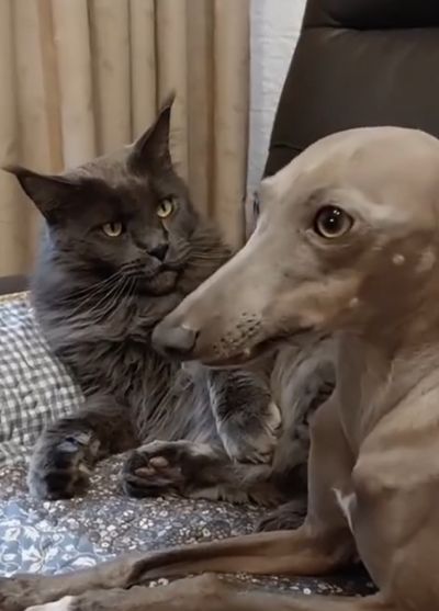 Gangsta коты