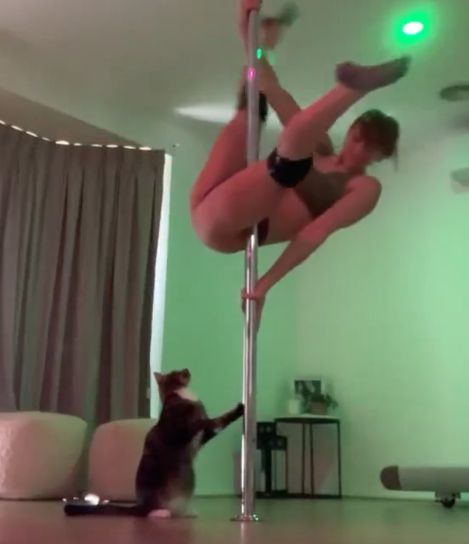 Это кот⁠⁠