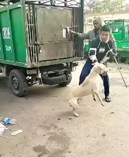 Отлов собак в Индии⁠⁠