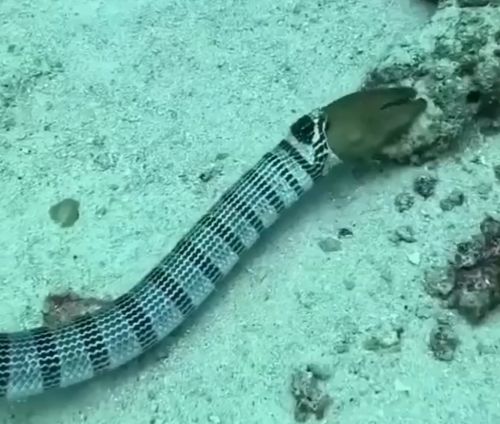 Морская змея блюёт муреной⁠⁠