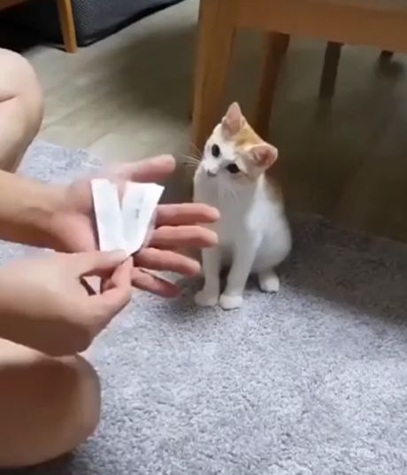 Кошки и фокусы