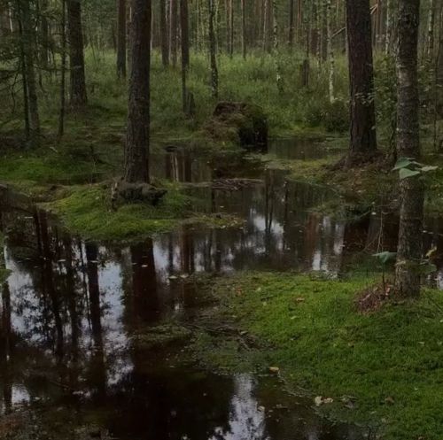 Обзор на болото⁠⁠