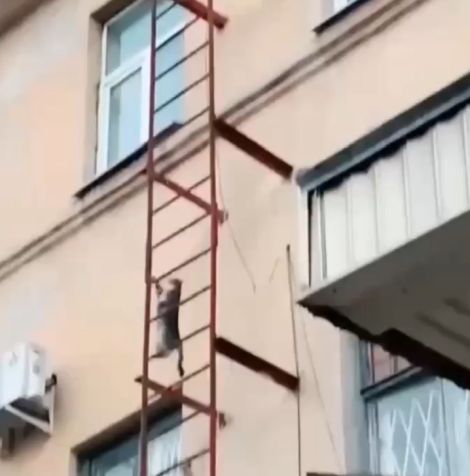 В Питере заметили ловкого котика-каскадёра